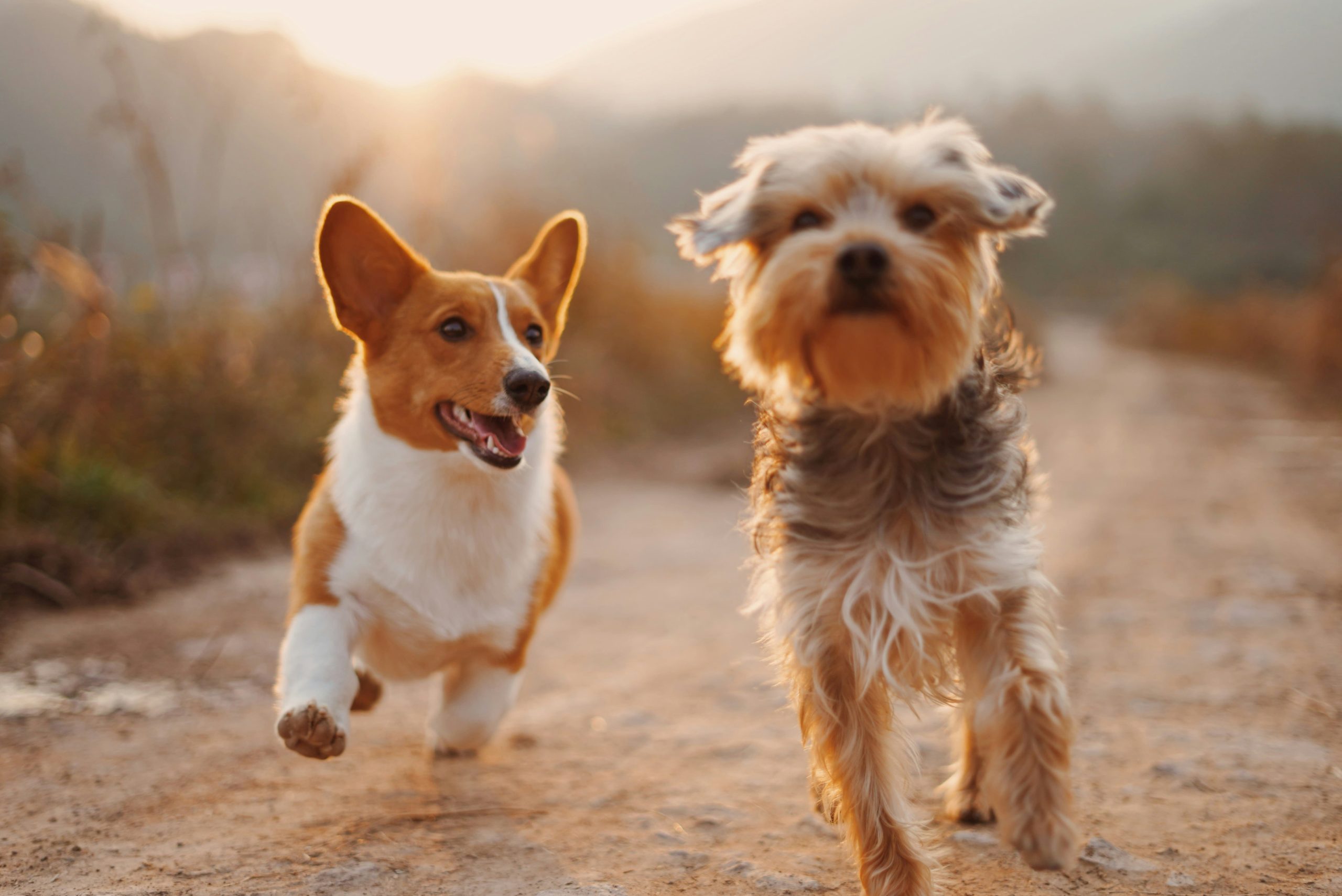 Cuidados essenciais e convivência de cães e gatos